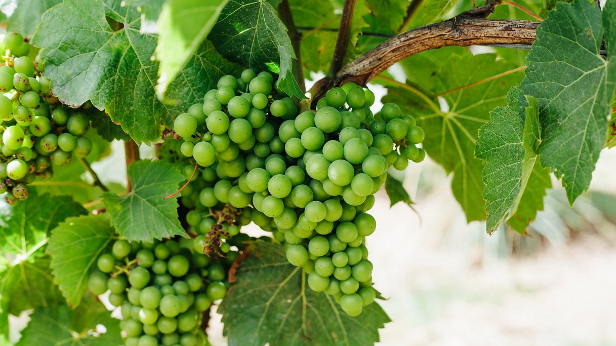 Visiting Cornwall's Vineyards