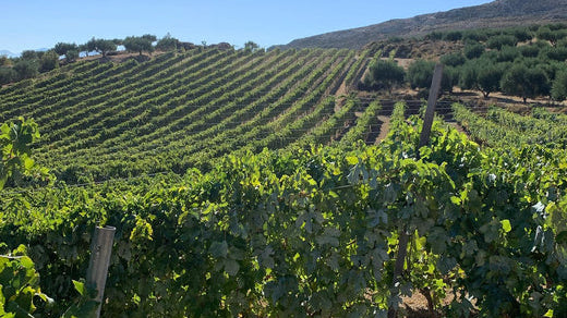 From Crete to Your Glass: The Story Behind Diamantakis Winery