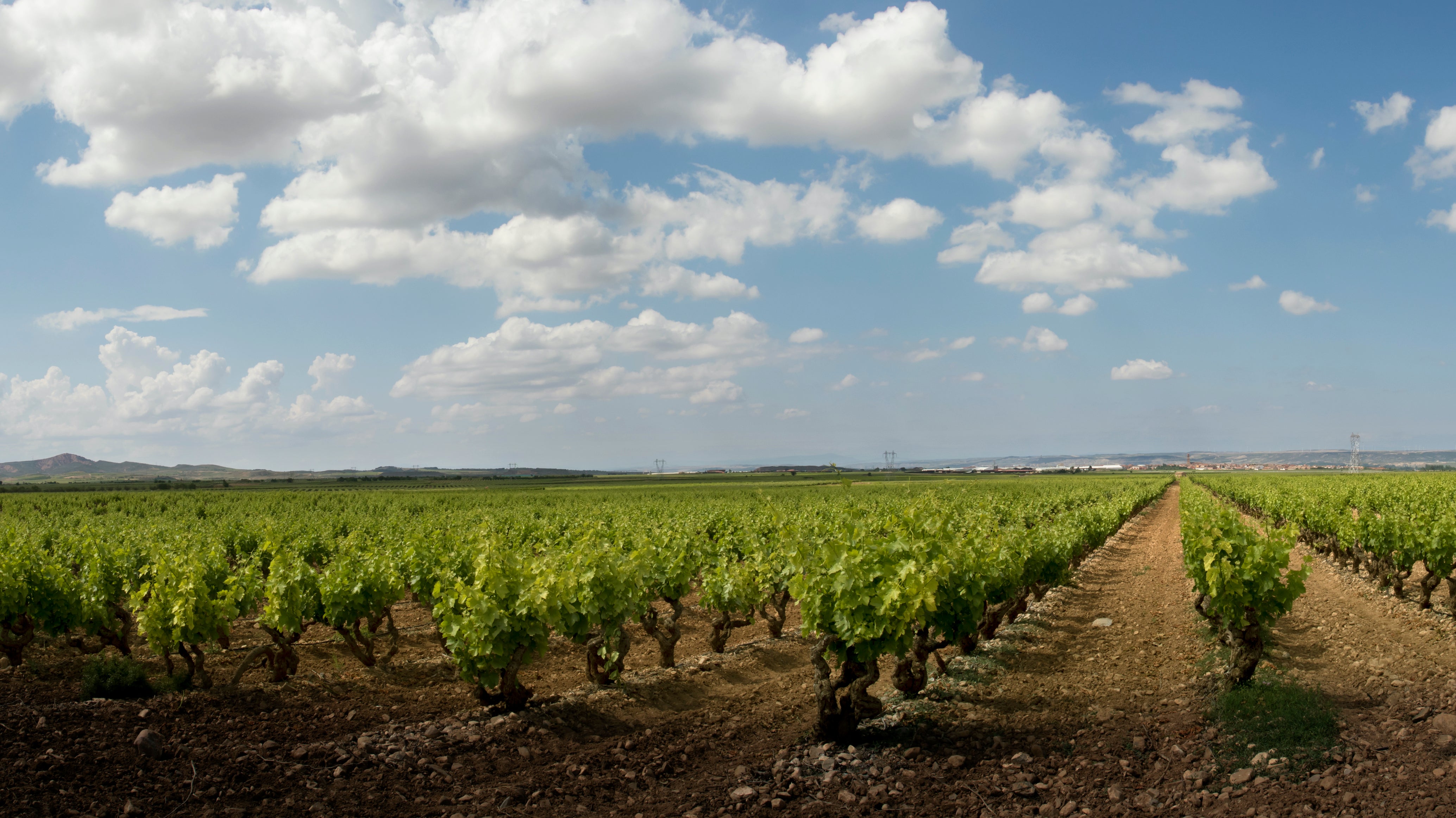 Discovering Rioja: Tradition Meets Innovation