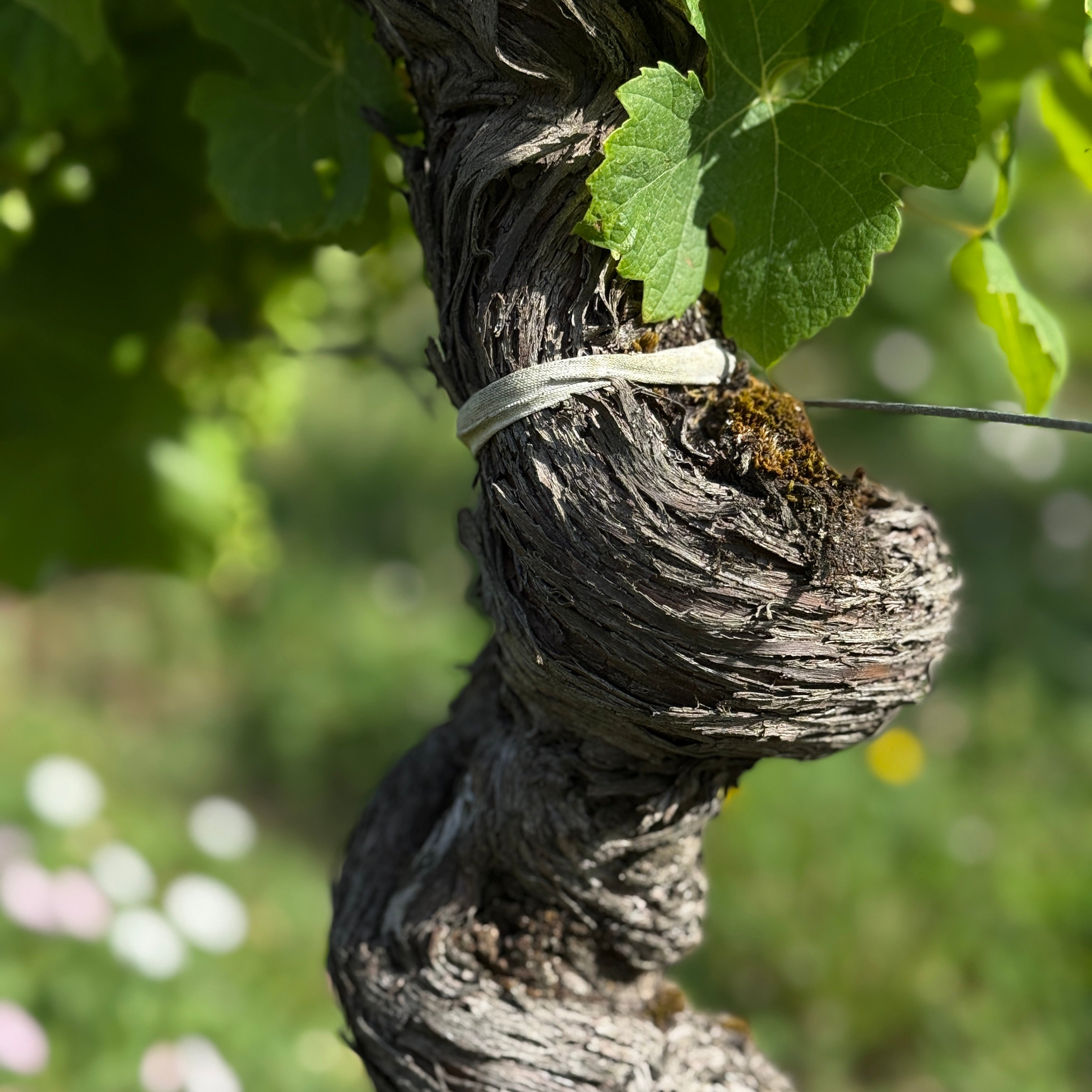 Chateau Haut Pougnan 2