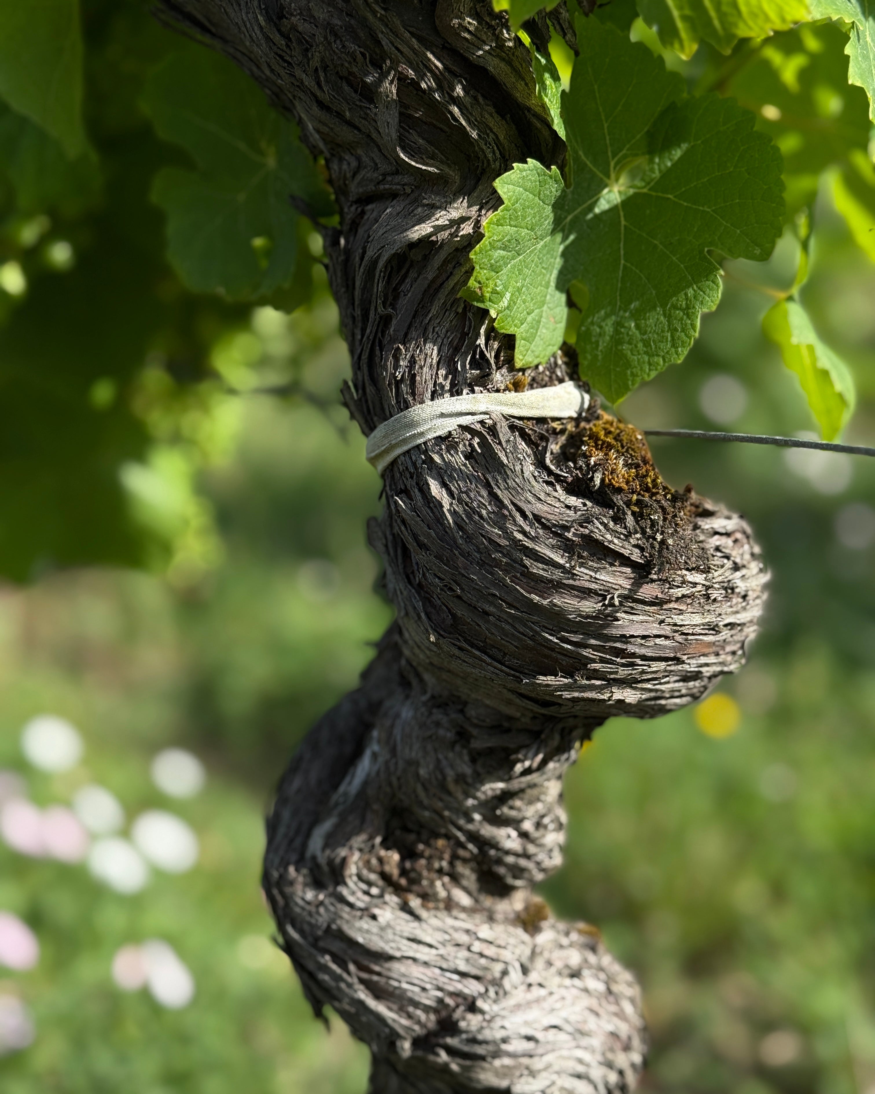 Chateau Haut Pougnan 2