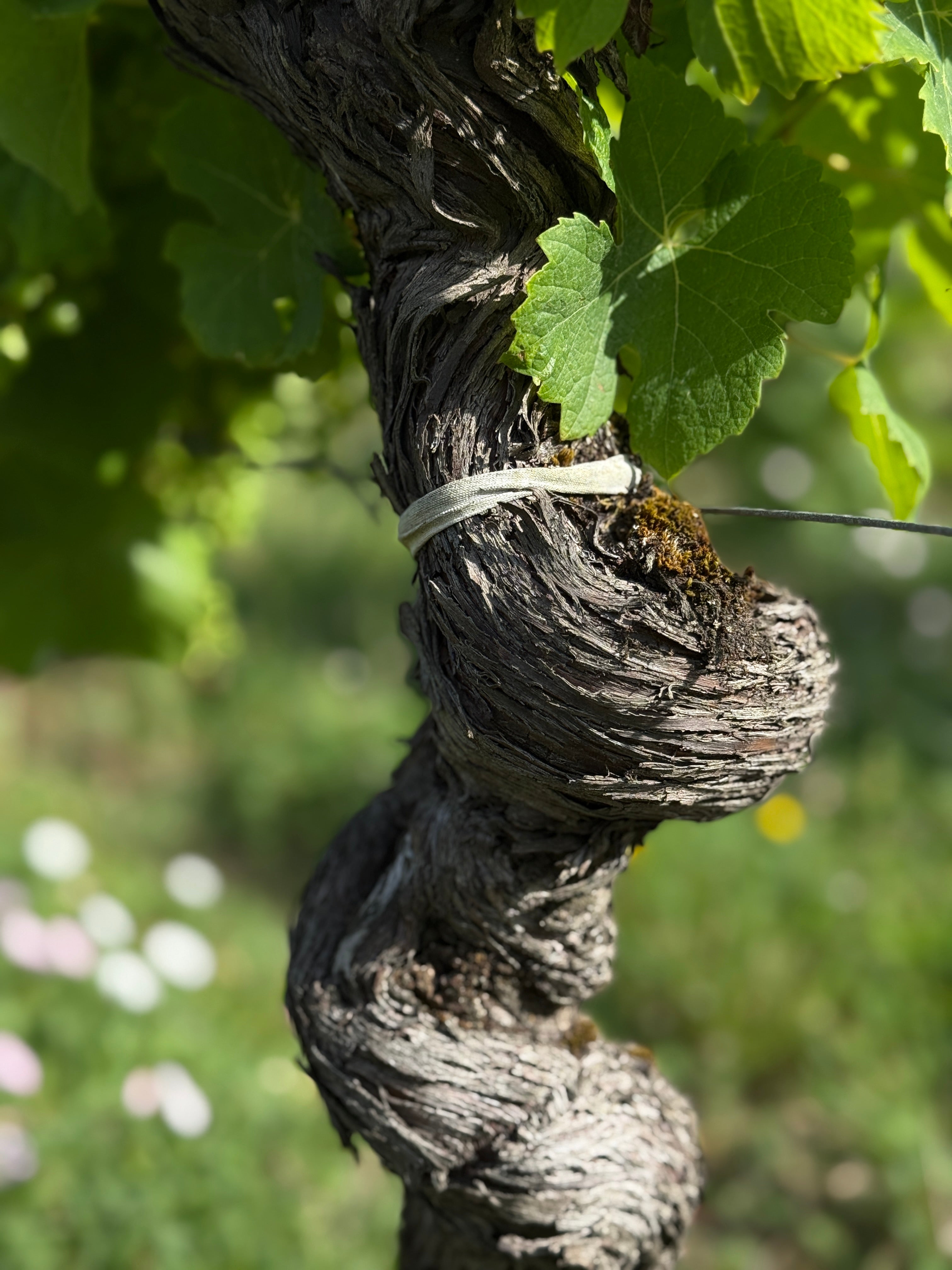 Chateau Haut Pougnan 2