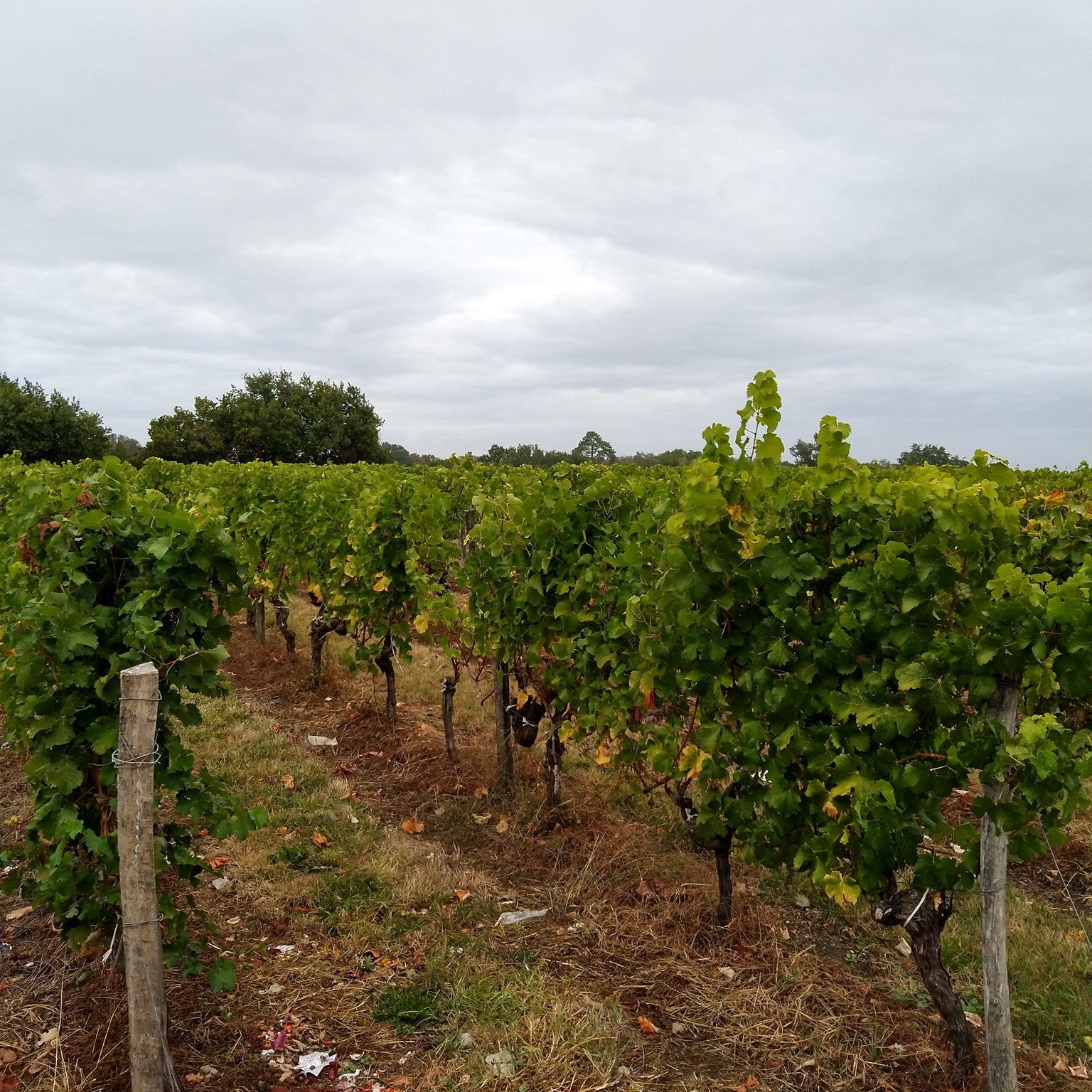 Chateau Haut Pougnan Rouge, Bordeaux