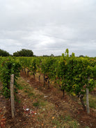 Chateau Haut Pougnan Rouge, Bordeaux