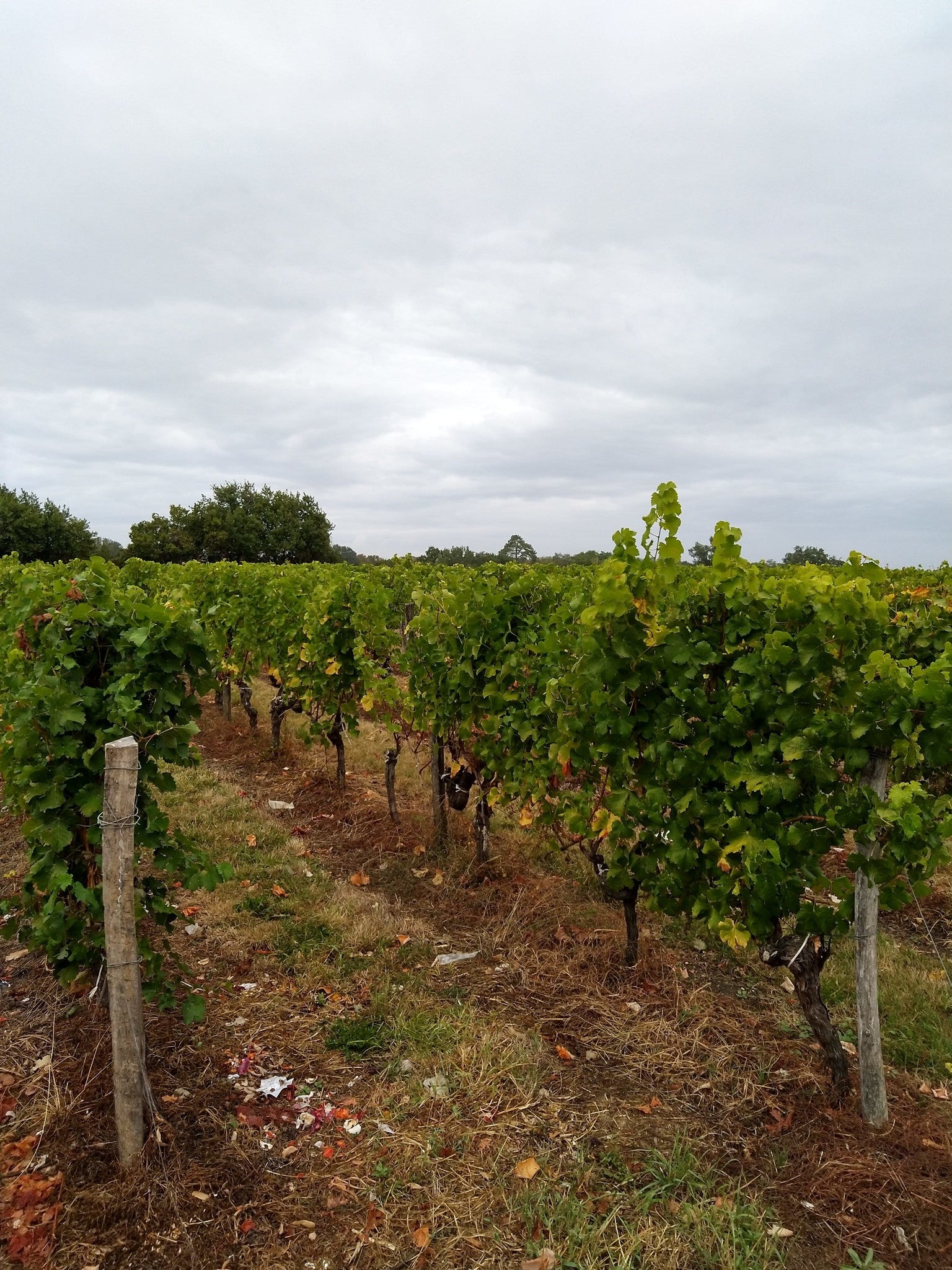 Chateau Haut Pougnan Rouge, Bordeaux
