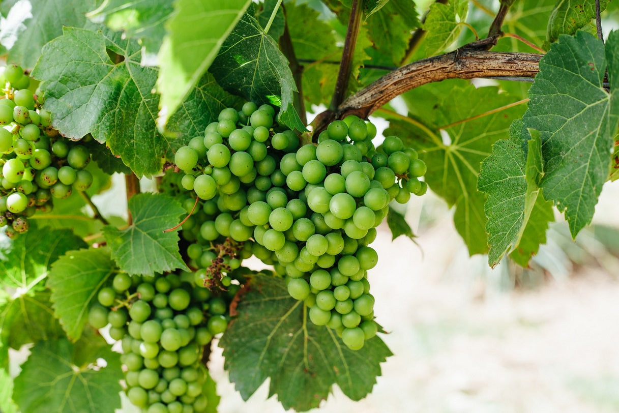 Visiting Cornwall's Vineyards