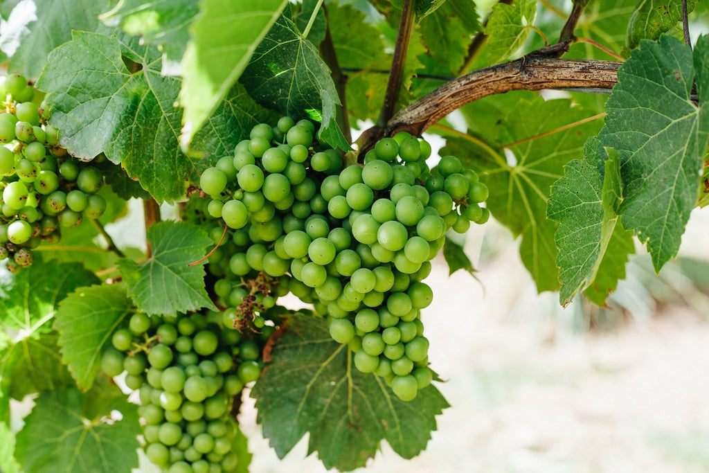 Visiting Cornwall's Vineyards